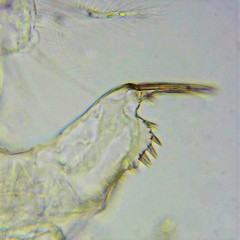 Chydorus sphaericus