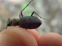 Apterodela unipunctata