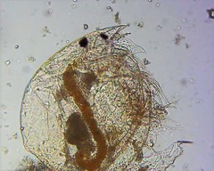 Chydorus sphaericus