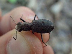 Apterodela unipunctata
