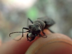 Apterodela unipunctata