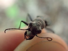 Apterodela unipunctata