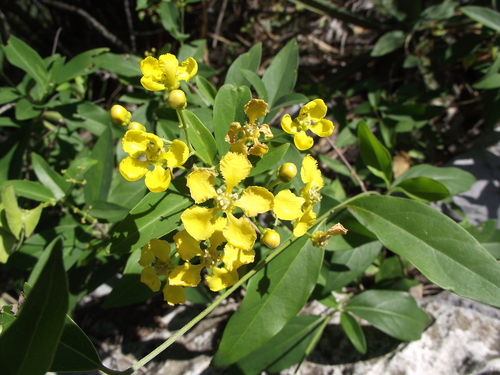 Yellow Butterfly Vine