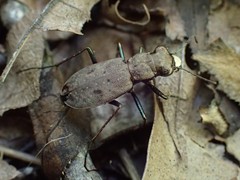 Apterodela unipunctata