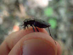 Apterodela unipunctata