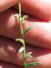 Pectocarya heterocarpa