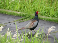 Phasianus versicolor