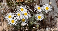 Erigeron concinnus
