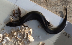 Plestiodon tetragrammus