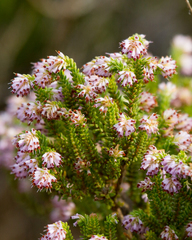 Erica ericoides