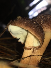 Lepiota haemorrhagica