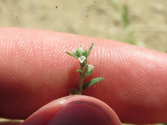 Pectocarya heterocarpa
