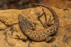 Cape Girdled Lizard photo 2