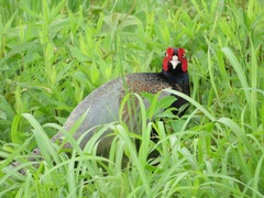 Phasianus versicolor
