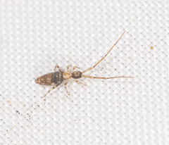 Paronellides