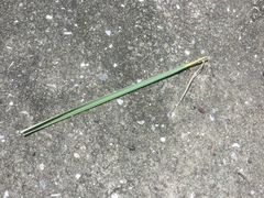 Leymus arenarius