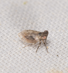 Austrolopa brunensis