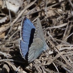 Iolana debilitata