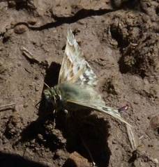 Muschampia lavatherae