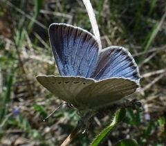Iolana debilitata