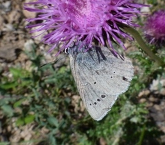 Iolana debilitata