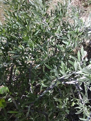 Pyrus salicifolia