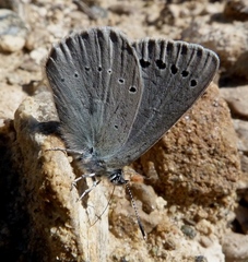 Iolana debilitata