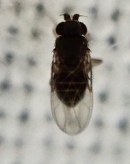 Diptera