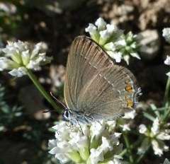 Satyrium acaciae