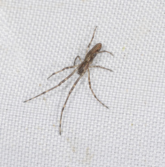 Tetragnatha demissa