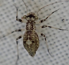 Mesopsocus fuscifrons