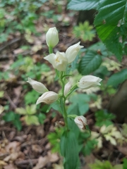 Cephalanthera damasonium