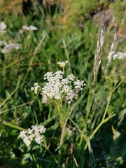 Carum carvi