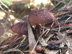 Lepiota haemorrhagica