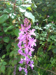 Orchis mascula laxifloriformis