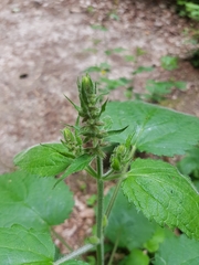 Stachys sylvatica