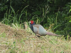 Phasianus versicolor
