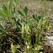 Leavenworthia exigua exigua - Photo (c) Evan M. Raskin, alguns direitos reservados (CC BY), uploaded by Evan M. Raskin
