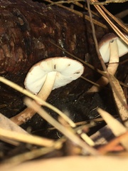 Lepiota haemorrhagica
