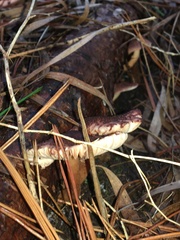 Lepiota haemorrhagica