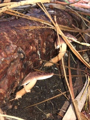 Lepiota haemorrhagica