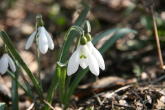Galanthus nivalis