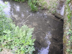 Salmo trutta fario