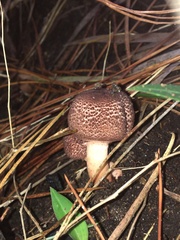 Lepiota haemorrhagica