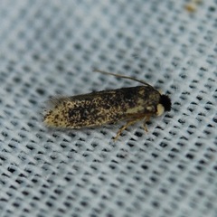 Ectoedemia