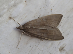Mecyna asinalis