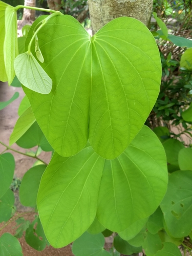 Bauhinia purpurea