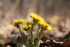 Tussilago farfara