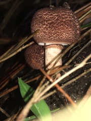 Lepiota haemorrhagica
