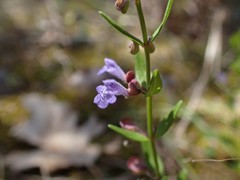 Scutellaria parvula australis